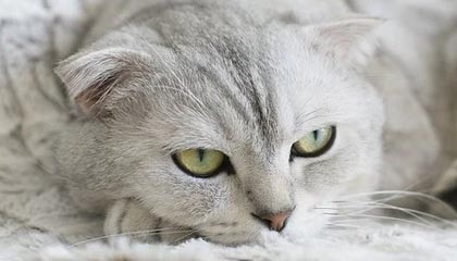 爱游戏体育官网-VALORANT 战队新人表现超预期，valorant比赛规则